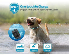 Anti Bark and Training Dog Collar