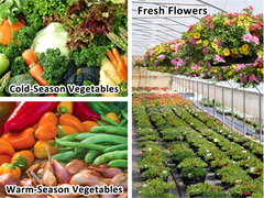 Tunnel Greenhouse