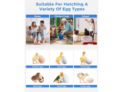 18 Eggs Incubators