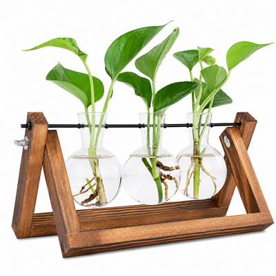 Glass Plant Terrarium