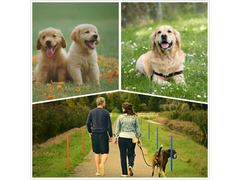 Dog Agility Training Equipment Set