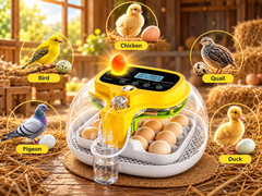 Automatic Egg Incubator